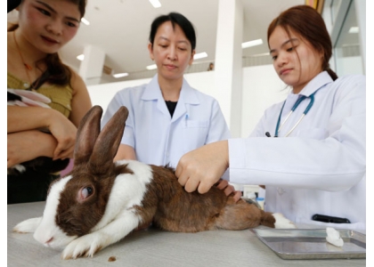 2018–03-20 流浪猫狗成问题泰将征宠物税？